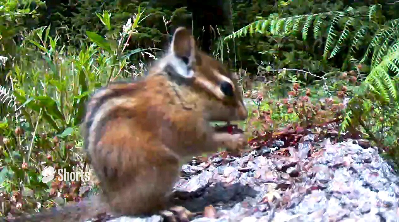Chipmunk in the morning #wildlife #chipmunk #cuteanimals