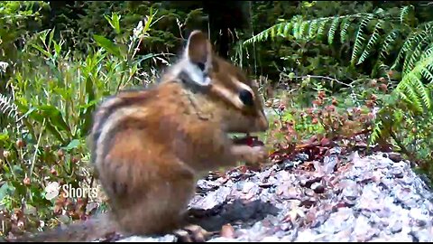 Chipmunk in the morning #wildlife #chipmunk #cuteanimals