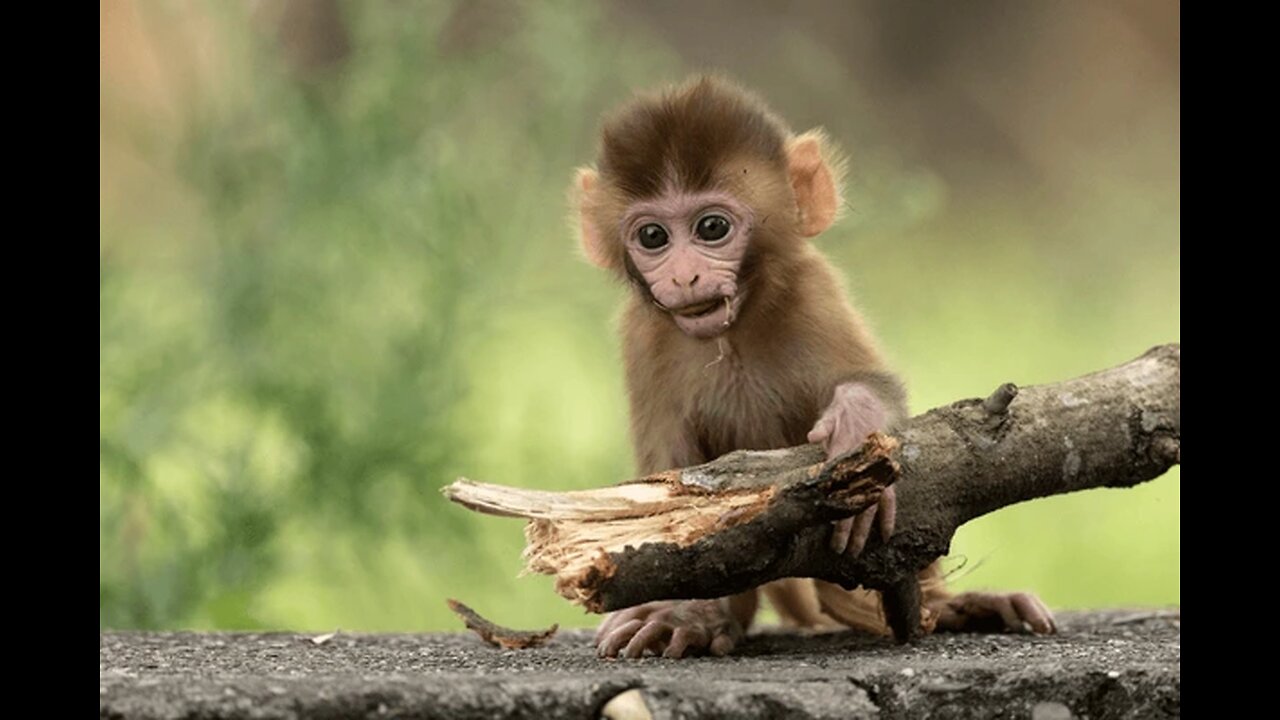 Wild Poor Baby Monkey Wild Why Drink Milk Much, Animal Wild, Animal Planet, Wildlife