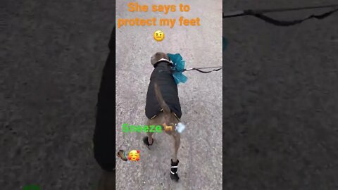 Really mom…shoes!? #dog #funnyvideo #shorts