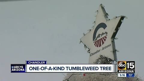 Chandler hosting Tumbleweed Tree lighting ceremony