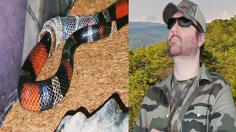 20 Year Old Milk Snake Sheds! (SaveAFox) - Reaction! (BBT)