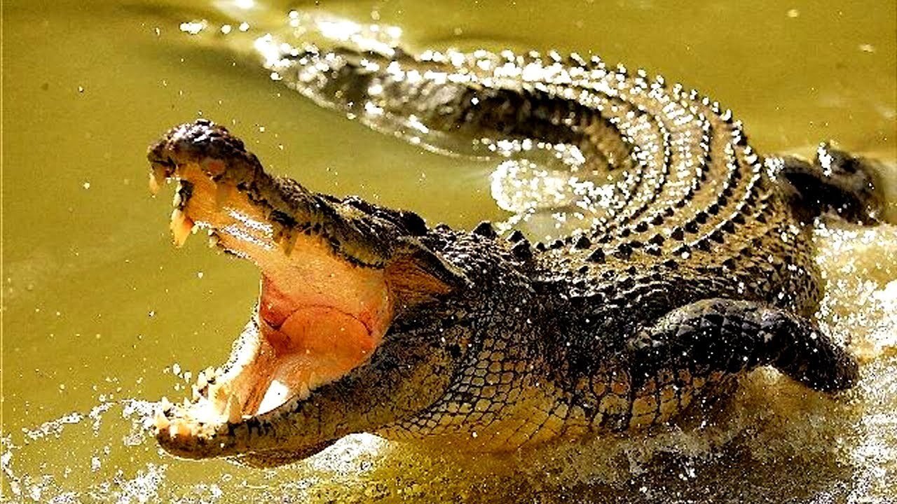 Powerful Crocodile Attack Lion Crocodile Lion Hunting Fight Attack |