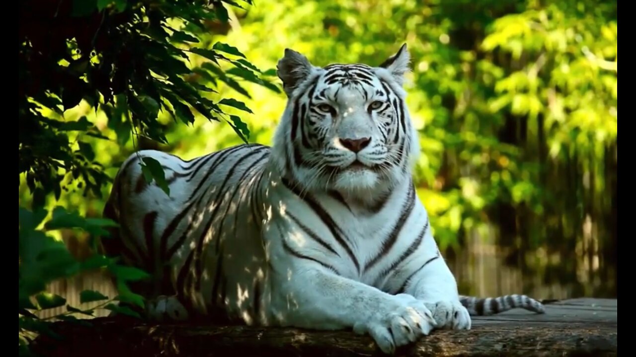 White tiger and his friends