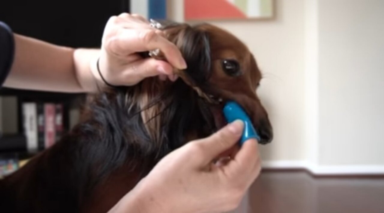 How to Brush your Dog's Teeth