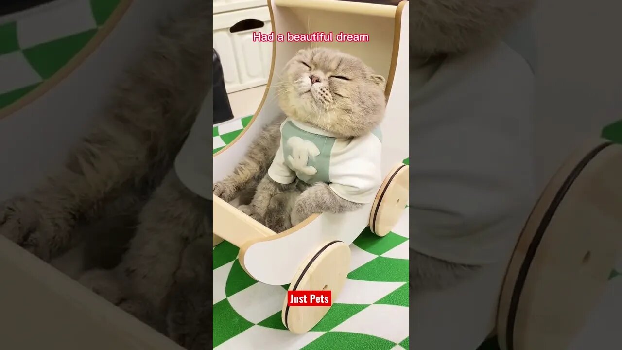 Beautiful Sleepy Cat #cute #funnyanimals #tiktok #funnyvideos #cat