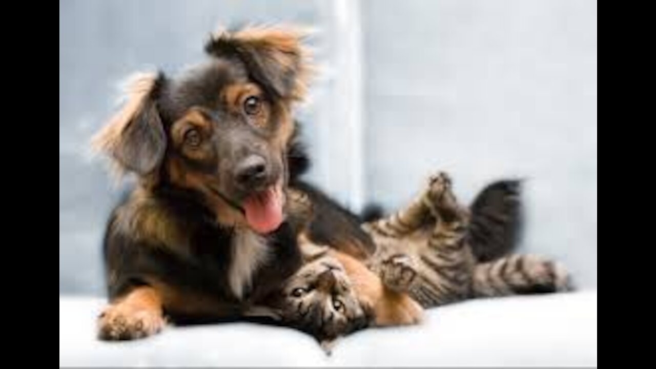 mydog is cute