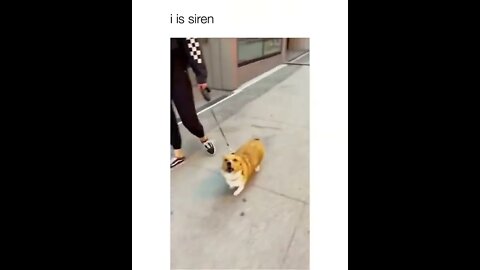 New siren in town 😂🐶 #shorts #shortsvideo #funny #dog
