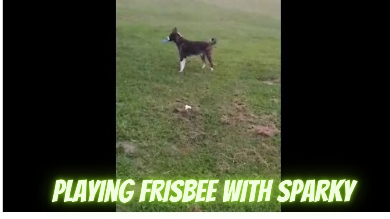 Playing Frisbee With Sparky