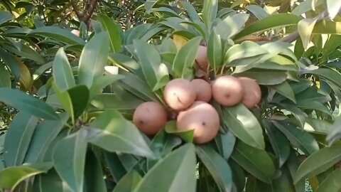 Chiku tree 🌲 cheeku ka ped, tree of chiku