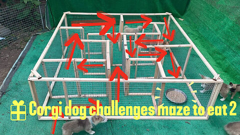 Corgi challenges maze to eat 2