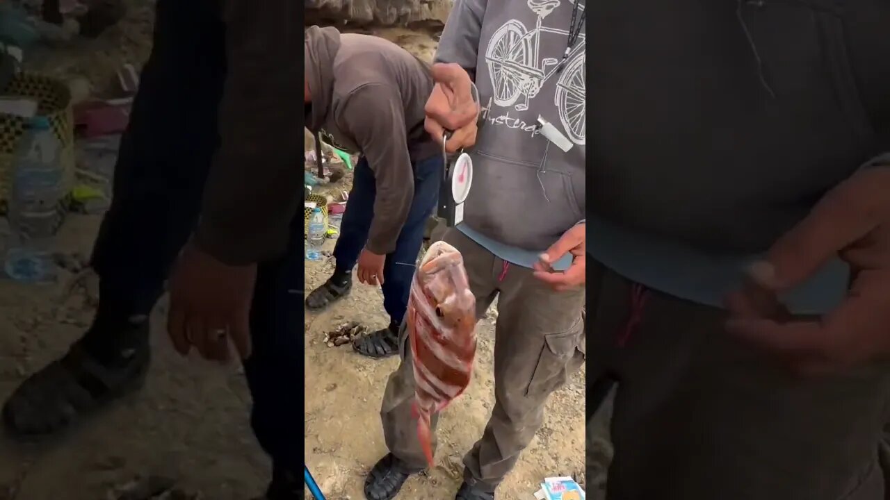 سمكة الباجو رويال بوزن 5KG اللهم بارك و زد في ذلك 🎣🐟🐟 #ملتقى_الرياس