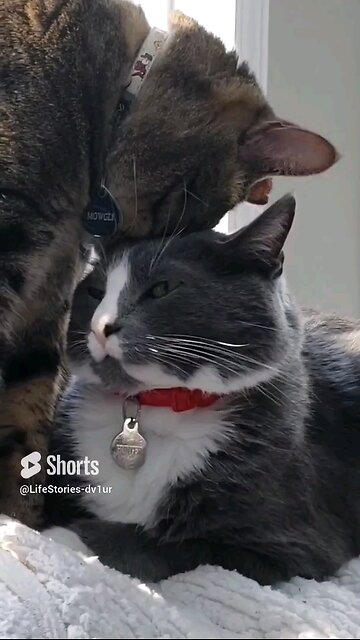 Cat Head Bunt ❤️ #cat #cute #shorts #catlover #short #viral #tuxedocat #tabbycat