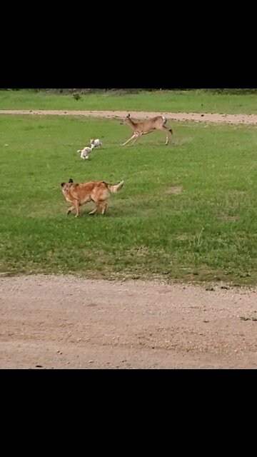 Wild deer trying to kill our dogs