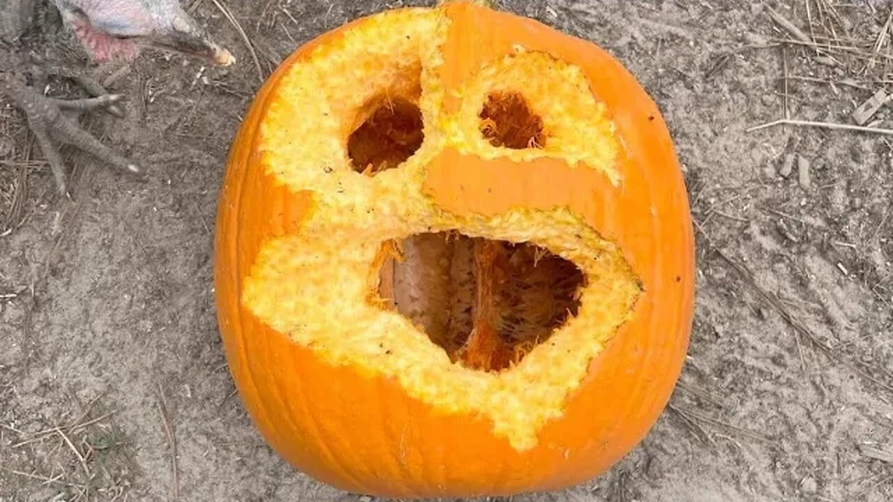 Pumpkin Carving By Chickens