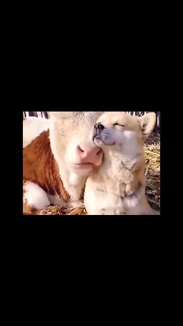 Peaceful day ☺️☺️ #shorts #shortsfeed #clips #shortvideo