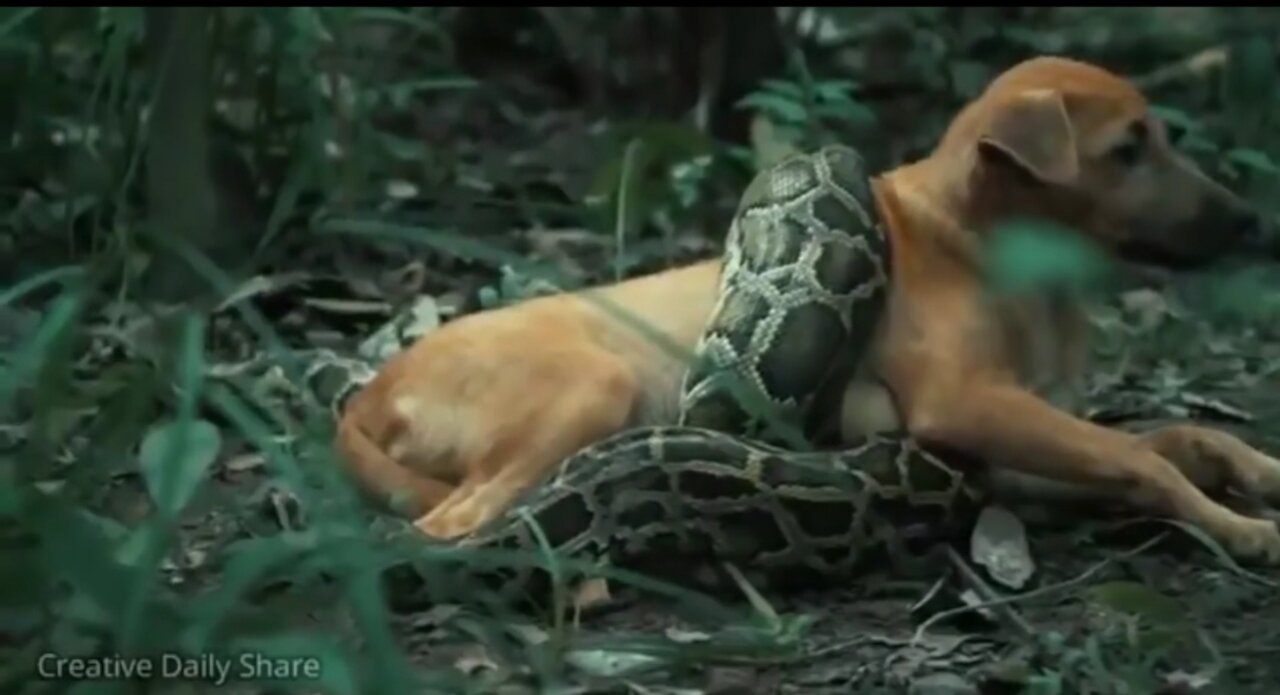 Anaconda attacked a dog 😭😭😭 brave boy rescue save the life of dog