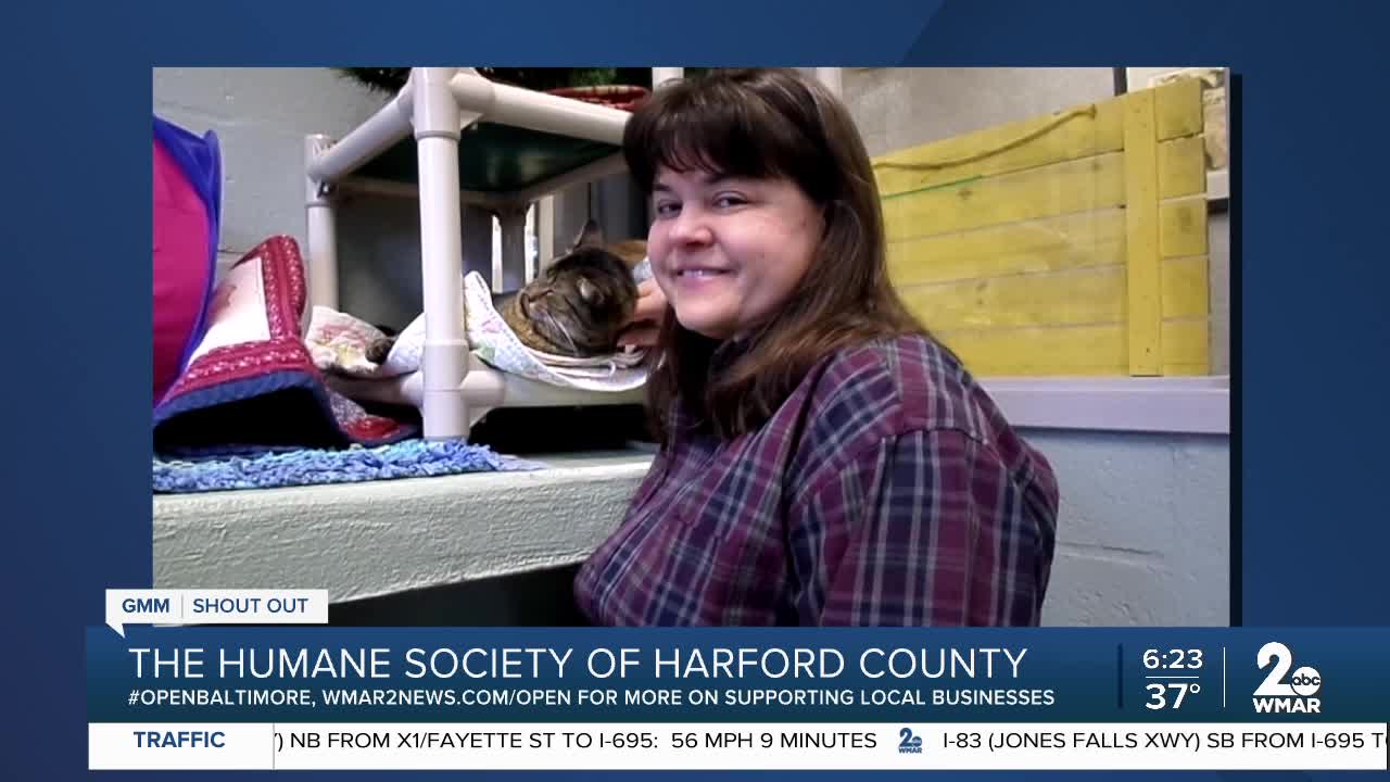 Cats up for adoption at the Humane Society of Harford County