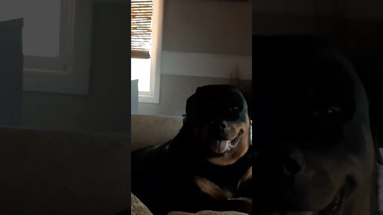 One Of The Most Beautiful Rottweilers Ever (Feddie)