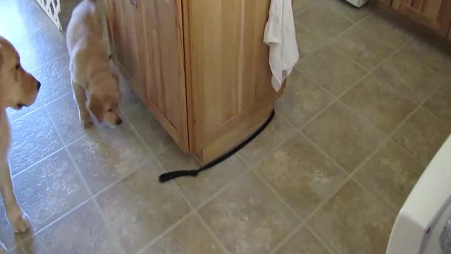 Puppy Chases The Other End Of Its Own Leash Around A Kitchen Island