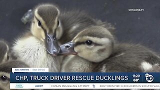 CHP, truck driver rescue ducklings