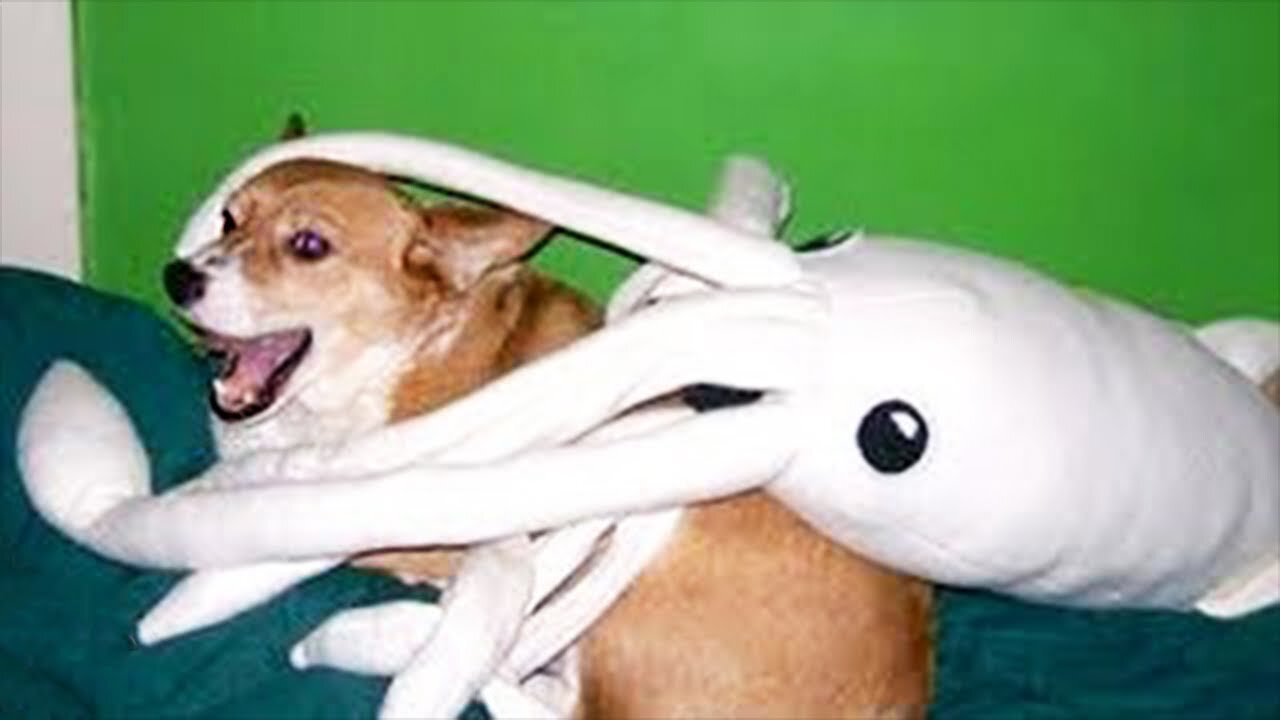 best funny pet tiktoks of 2020 insane try not to laugh challenge