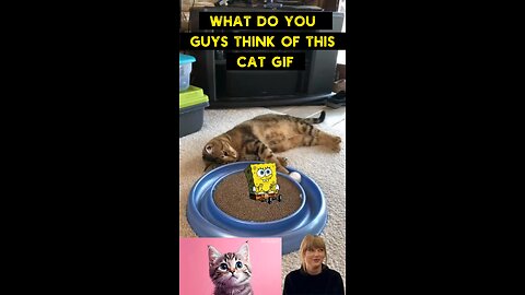 Cute Cat Gif