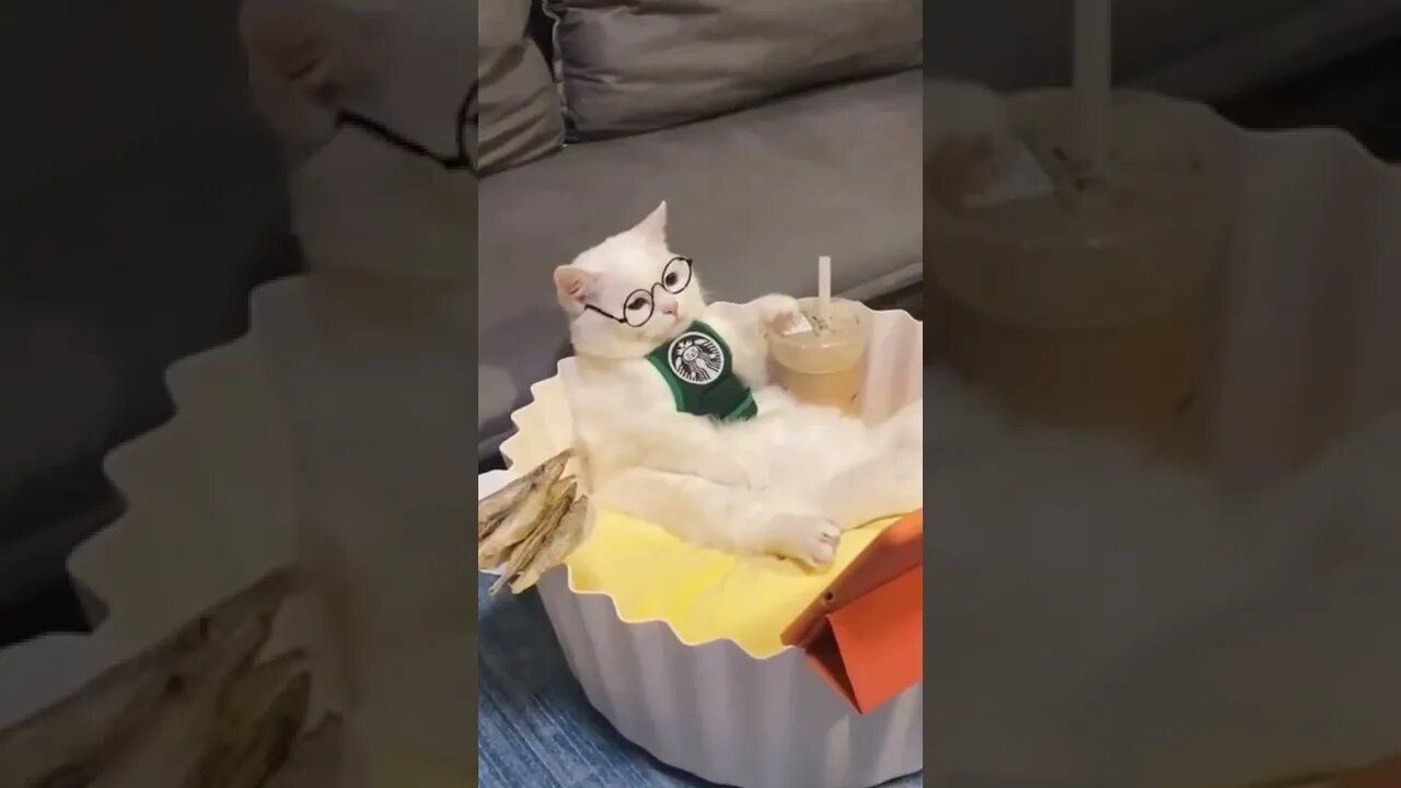 cute animals funny video