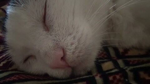 A Snoring 14 Years Old Cat