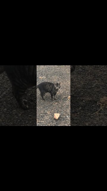 Cute Cat 🐈‍⬛ races to talk before horses come up! 💜