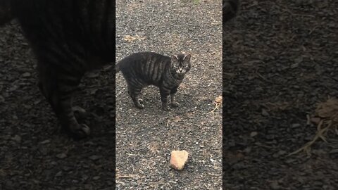 Cute Cat 🐈‍⬛ races to talk before horses come up! 💜