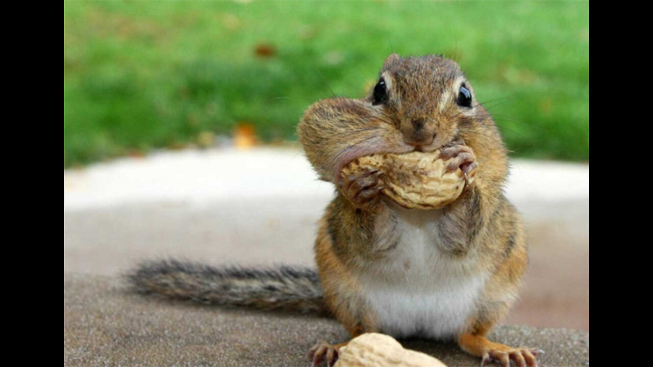 Rumble/The squirrel eating barries on photoshoot #wildanimal #photoshoot #animallover #