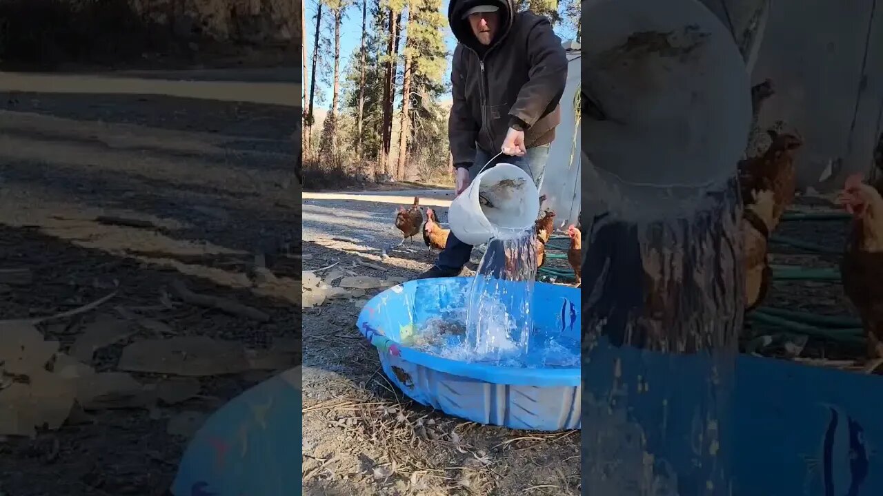 It's a cold day on the Homestead! #homestead #homesteading #homesteadlife #chores #farmlife #goats