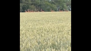 Rare animal encounters: Herd of all-male red deer run through field