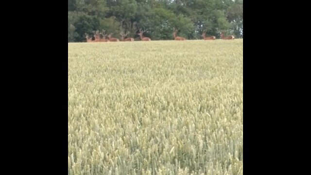 Rare animal encounters: Herd of all-male red deer run through field