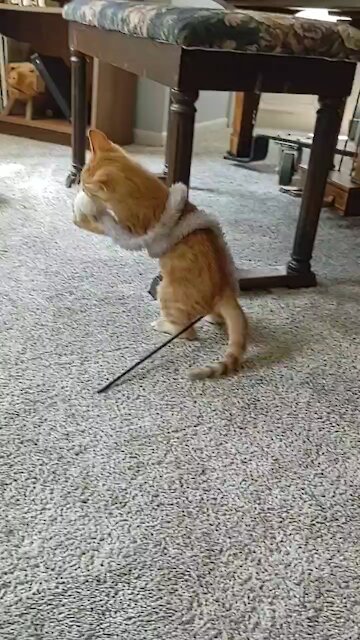 Kitten plays by himself