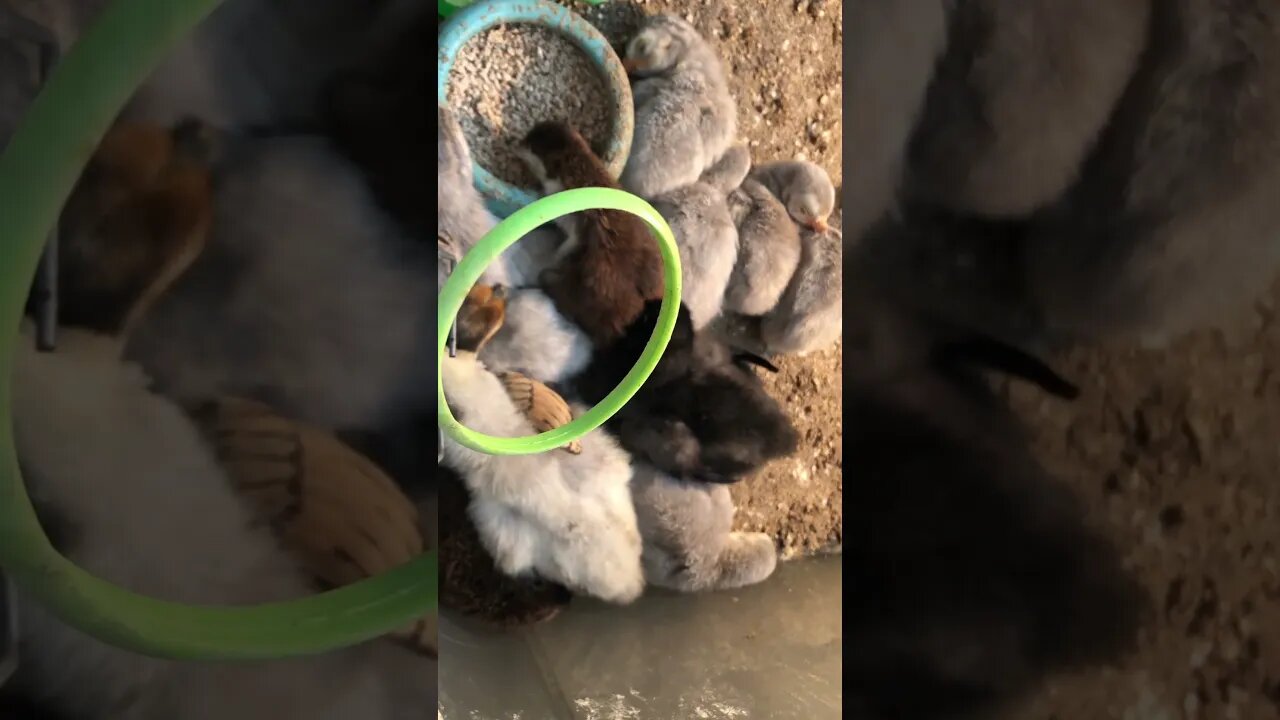 Sleeping brooder babies