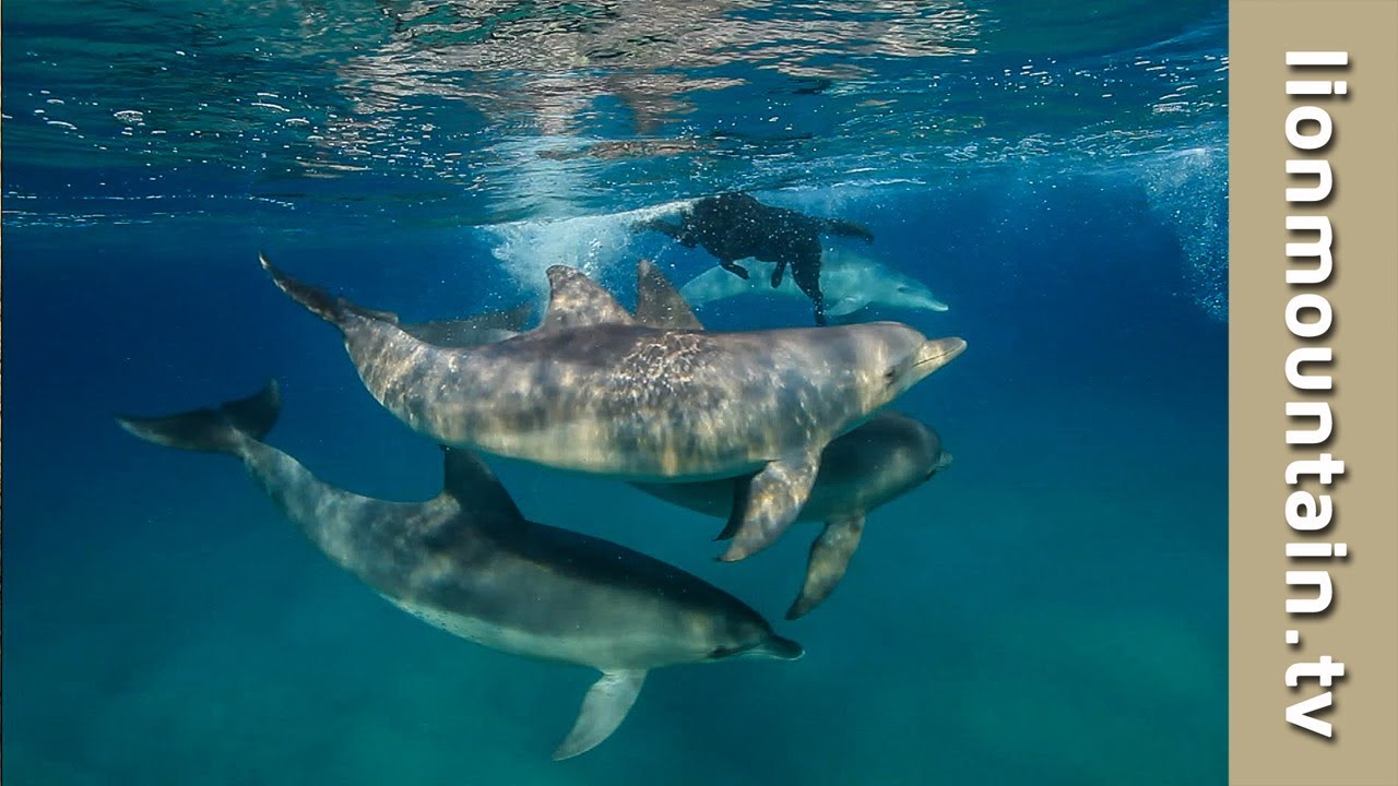 Kira the Dog swimming with Dolphins