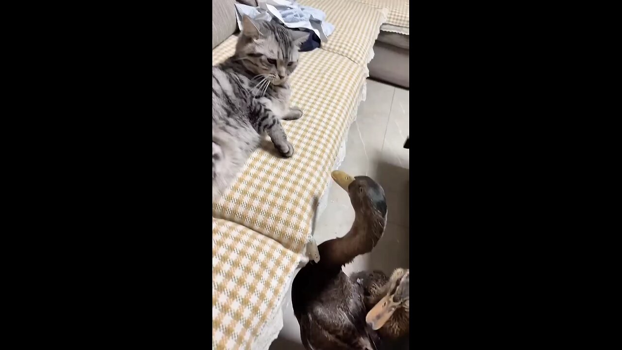 cat and duck super fight