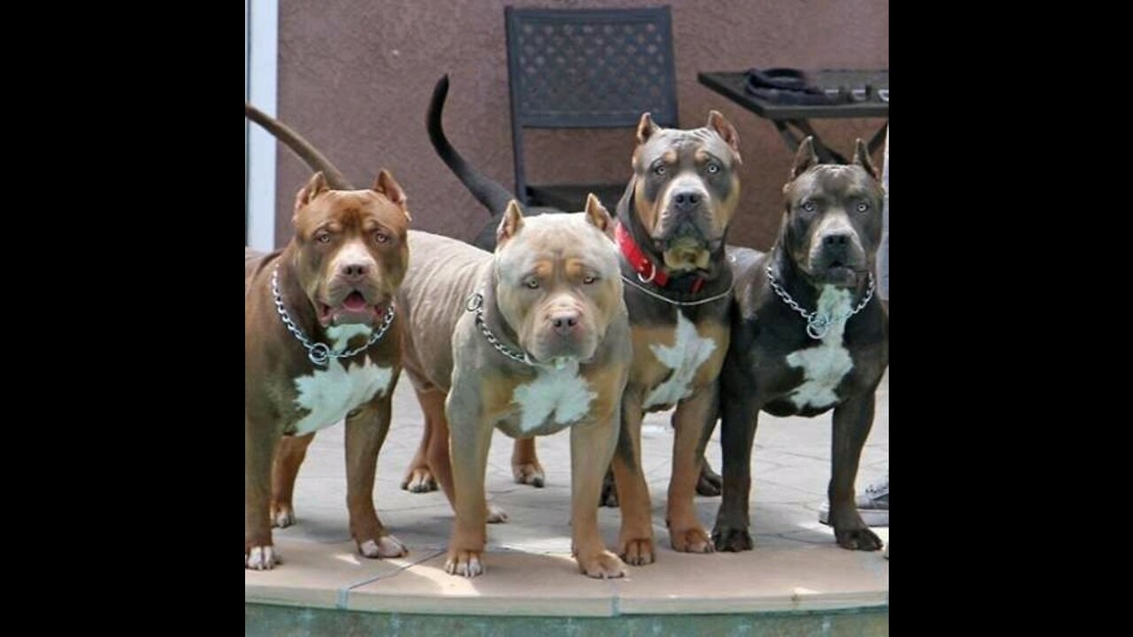 6 Dogs vs Leopard {MUST WATCH!!!}