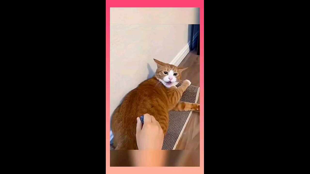 funny scene with cat😅