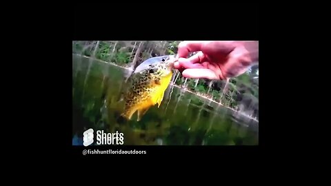 Panfish Catch and Release