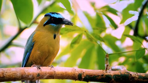 What kind of bird is this2
