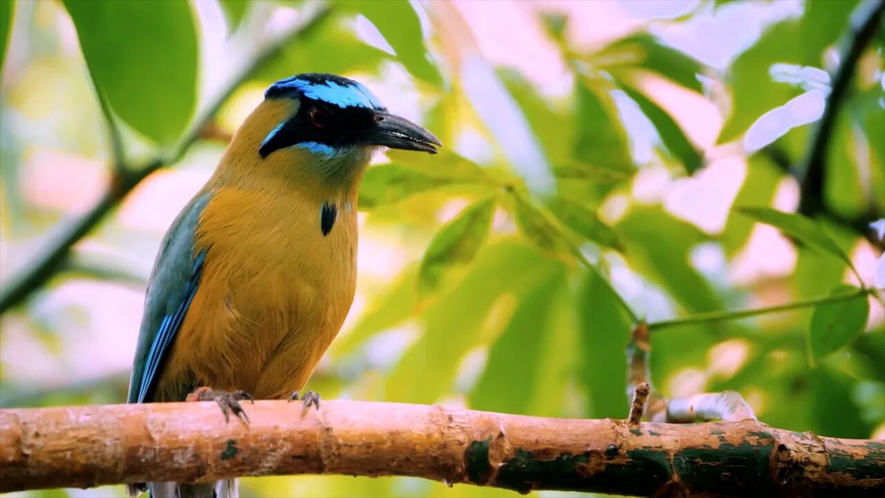 What kind of bird is this2