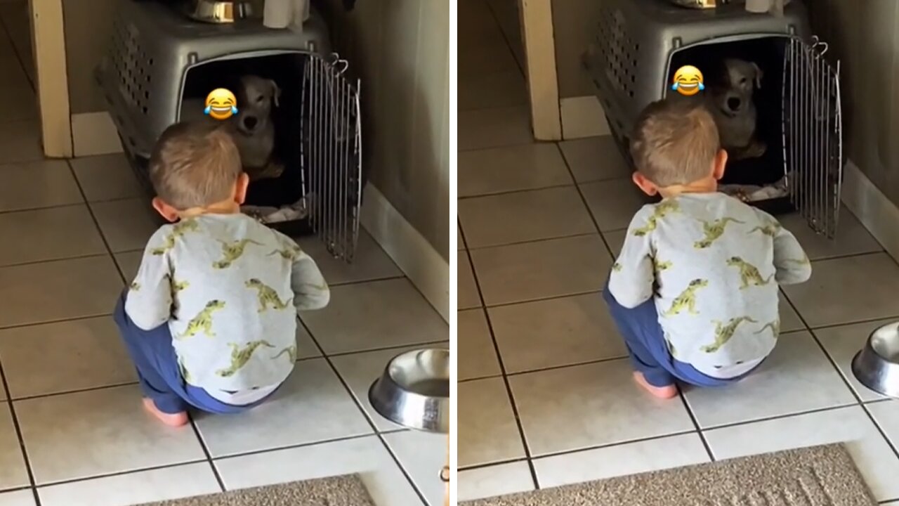 Toddler Hilariously Scolds Pup For Pooping On His Bed