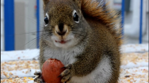 Funny Squirrel Eating A Nut just like that 🤣🤣