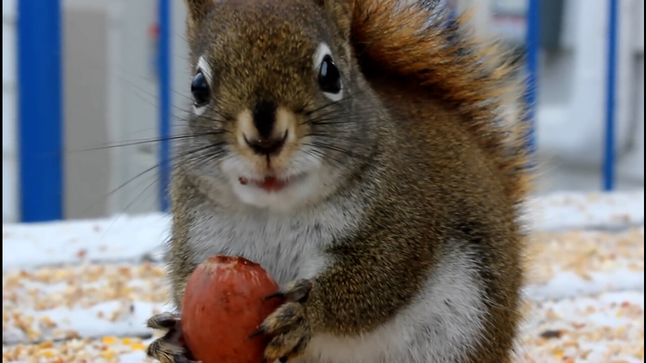 Funny Squirrel Eating A Nut just like that 🤣🤣