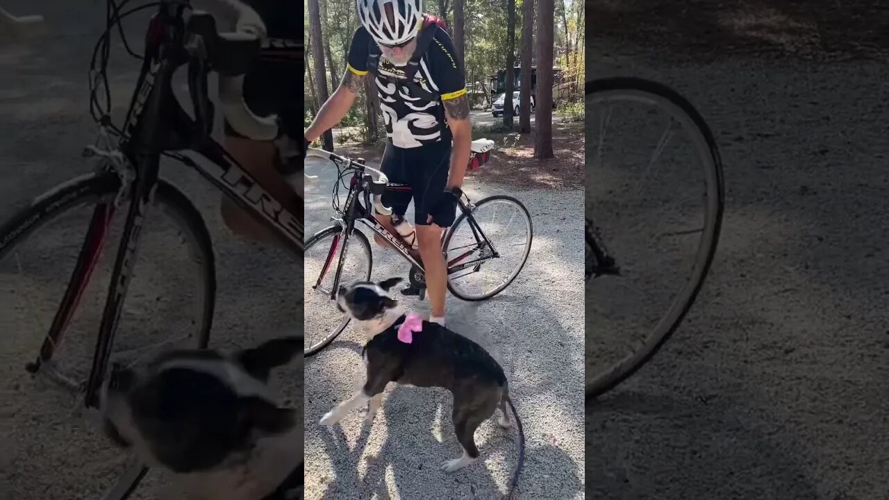 Dad’s Home, And This Pup Couldn’t Be Happier!