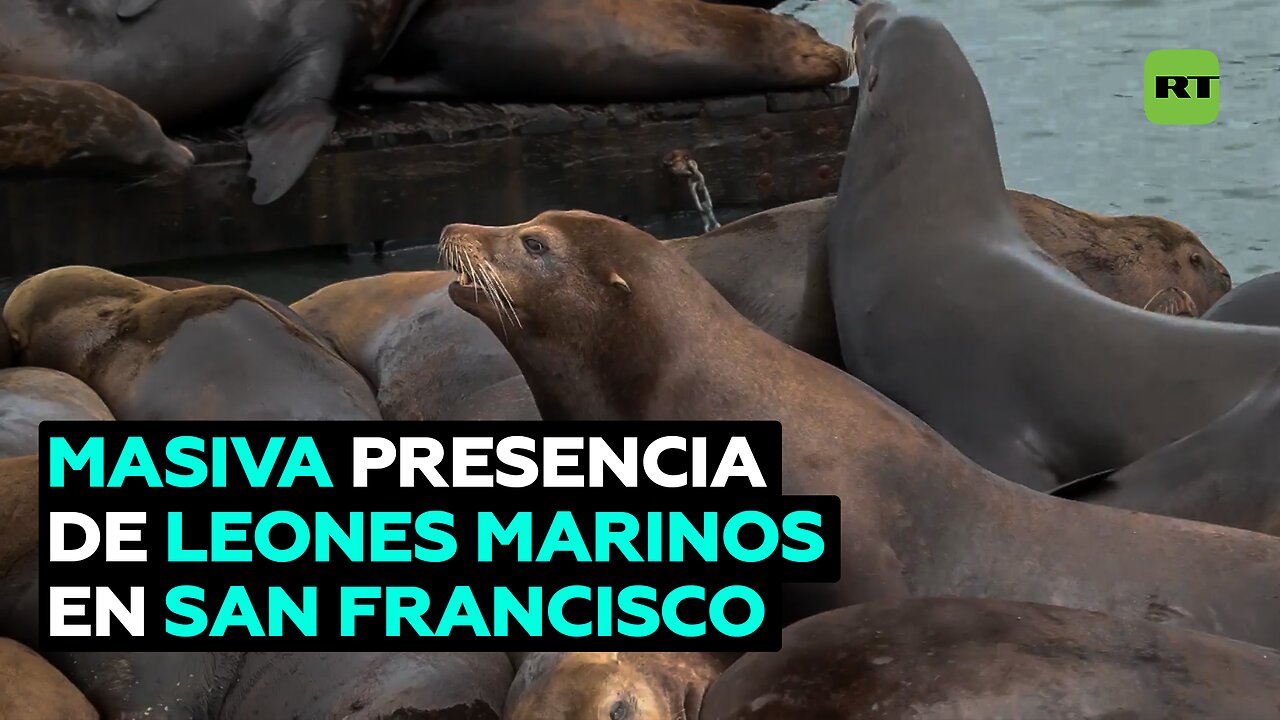 Cifra récord de leones marinos acaparan un muelle de San Francisco