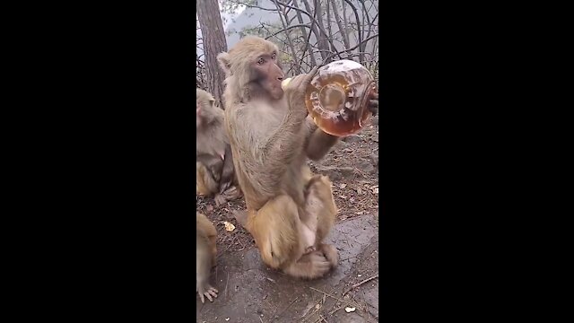 Monkey Drink